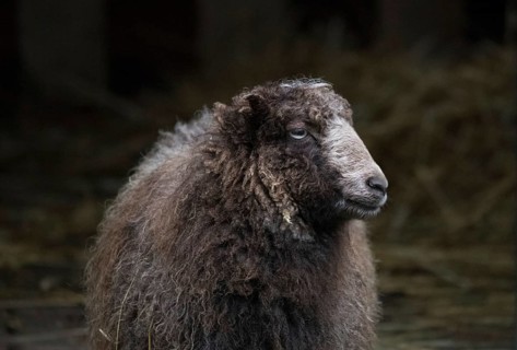 Ouessant sheep also Breton dwarf sheep