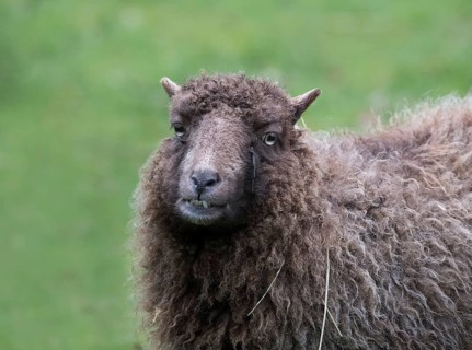 Ouessant sheep also Breton dwarf sheep