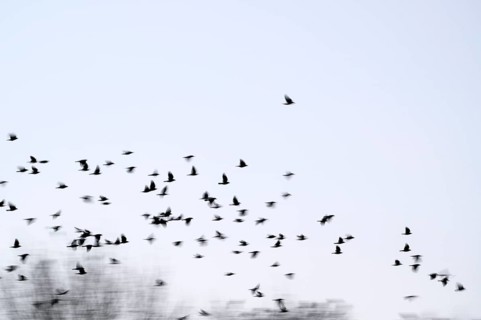 Carrion crow