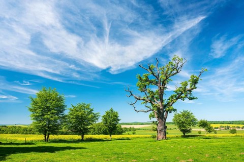 Landscape with old gnarled solitary english oak