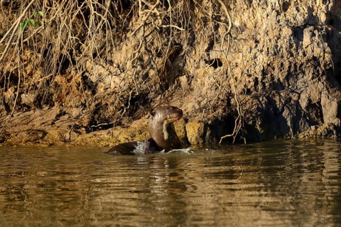 Giant otter