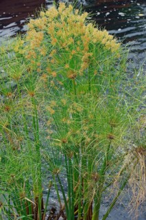 Papyrus