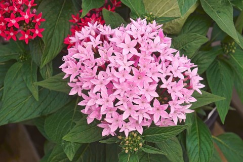 Egyptian starcluster