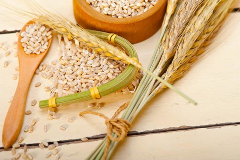 Organic wheat grains over rustic wood table macro closeup