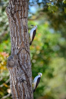 White woodpecker