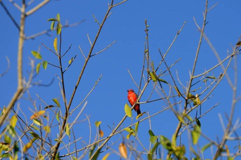 Vermilion flycatcher
