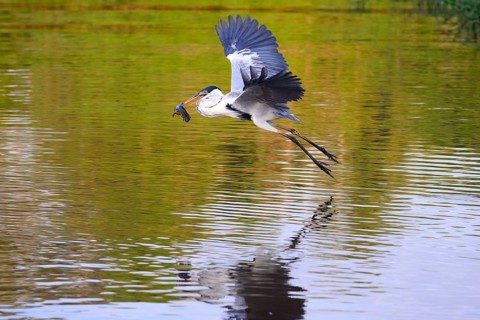 Flying cocoi heron