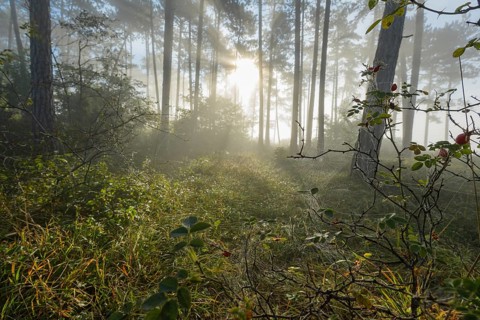 Spider web in the morning with fog and sun