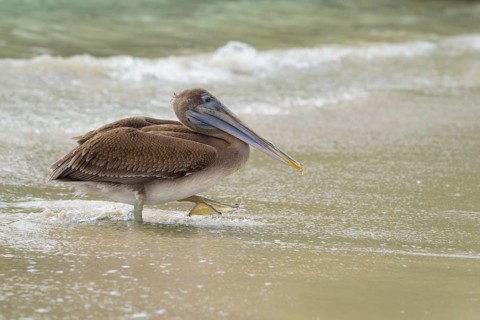 Brown pelican