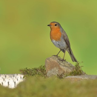 European robin