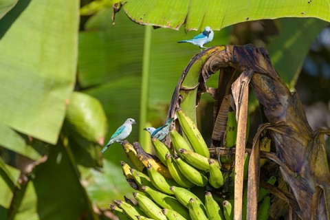 Blue Tanager