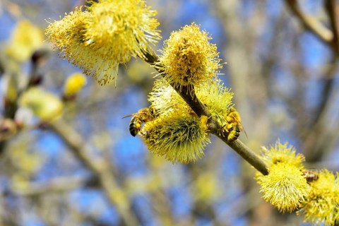 Honey bee