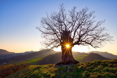 Oak