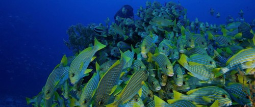 Very big school of Ribboned sweetlips