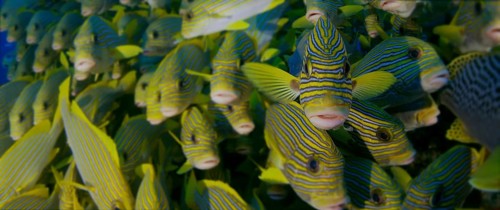 Very big school of Ribboned sweetlips