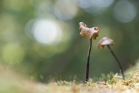 Marasmius alliaceus
