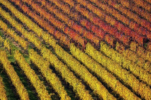 Vineyard