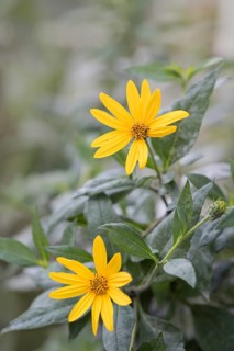 Jerusalem artichoke