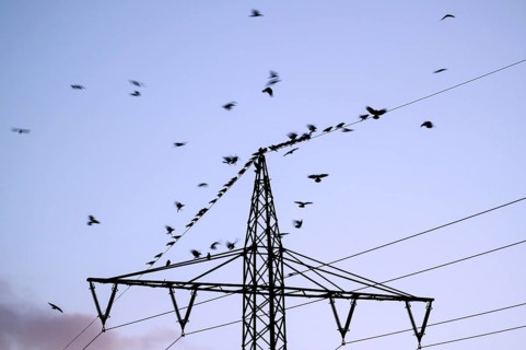 Carrion crow