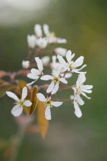 Snowy mespilus