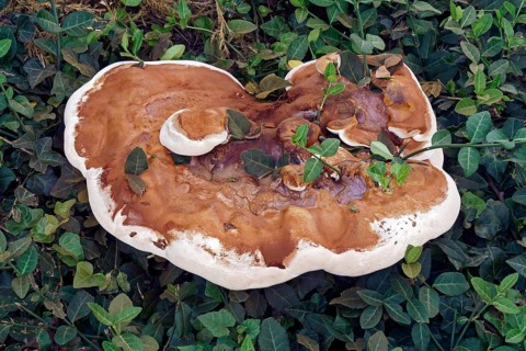 Ganoderma Fungus