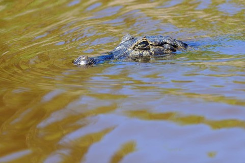 Swimming yacare caiman