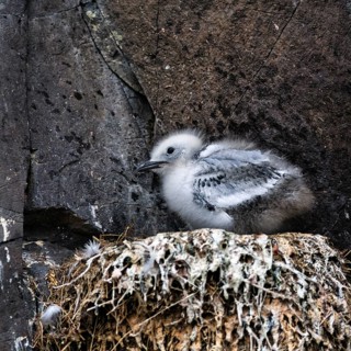 Single Black-legged kittiwake