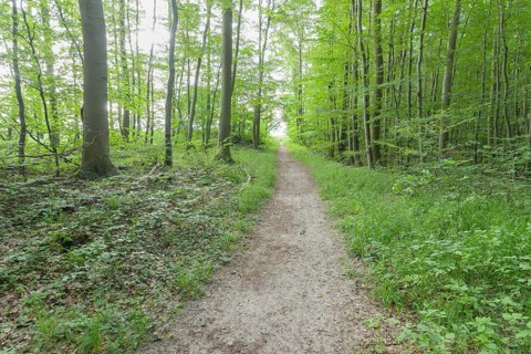 Forest path