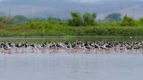Black-winged Black-winged Stilt