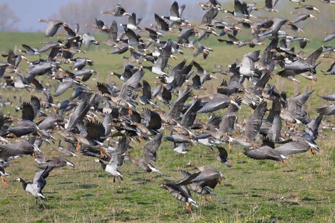 Flock of greater white-fronted goose