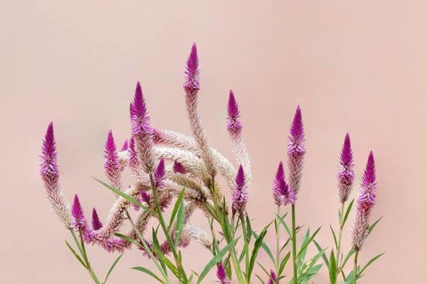 is a cosmopolitan genus of annual or short-lived perennial plants collectively known as amaranths