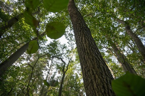 Black alder
