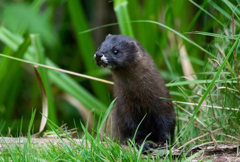 European mink