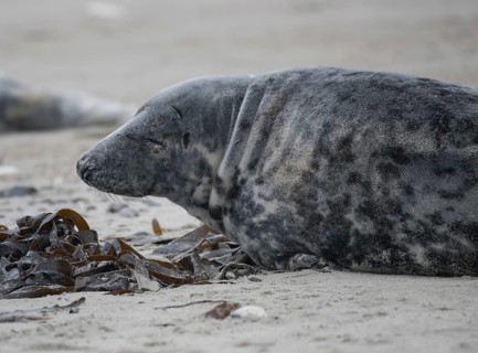 Grey seal