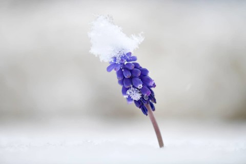 Armenian grape hyacinth