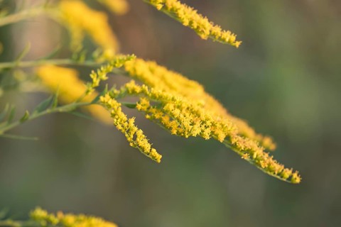Canada goldenrod