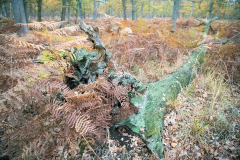 Deadwood structure in Diesfordter Wald