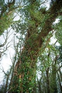 Common common ivy