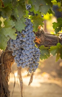 Beautiful lush wine grape in the vineyard