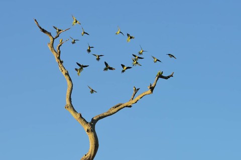 Monk parakeets