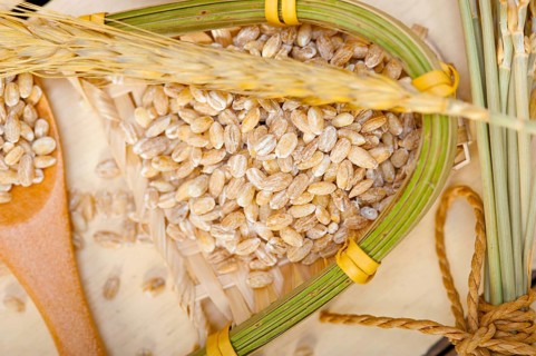 Organic barley grains over rustic wood table macro closeup