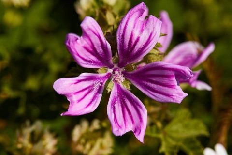 Spring in Crete