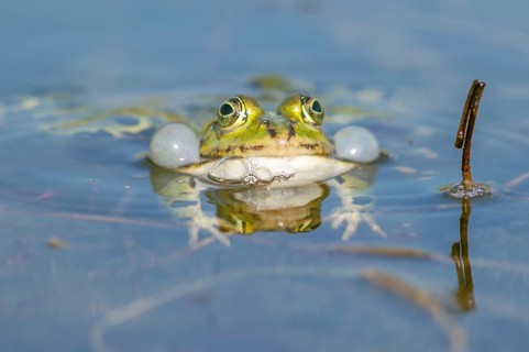 Marsh frog