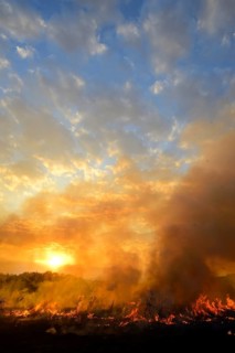 Burning vegetaition in a bushfire at sunset