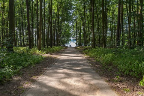 Road through forest to the lake
