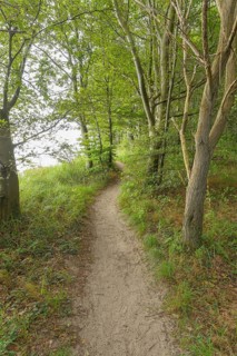 Forest path