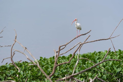 American white ibis
