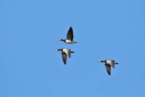 Barnacle geese