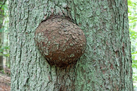 Tree canker