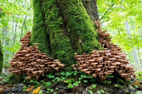 Common armillaria solidipes